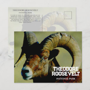 Bighorn RaM, Theodore Roosevelt National Park, Ver Briefkaart