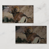 Bighorn Ram Visitekaartje (Voorkant / Achterkant)