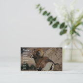 Bighorn Ram Visitekaartje (Staand voorkant)
