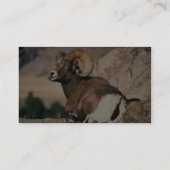 Bighorn Ram Visitekaartje (Achterkant)
