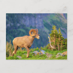 Bighorn schaap briefkaart