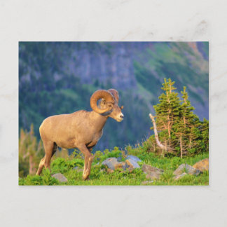 Bighorn schaap briefkaart