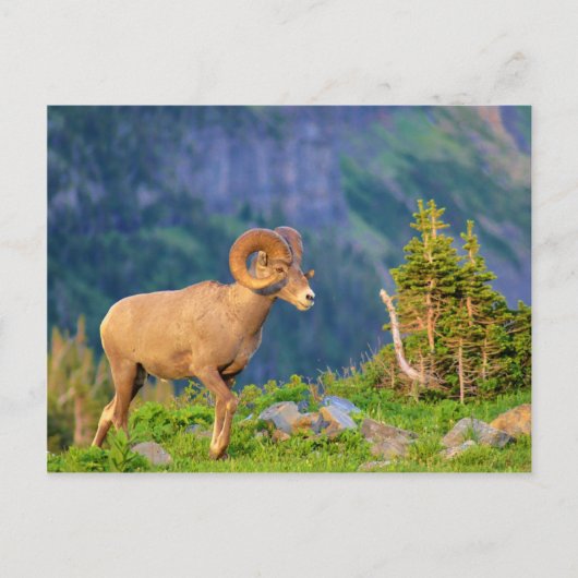 Bighorn schaap briefkaart (Voorkant)