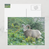 bighorn schaap briefkaart (Voorkant / Achterkant)