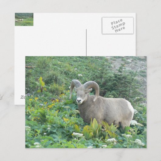 bighorn schaap briefkaart (Voorkant / Achterkant)