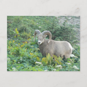 bighorn schaap briefkaart