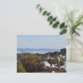 bighorn schaap briefkaart (Staand voorkant)