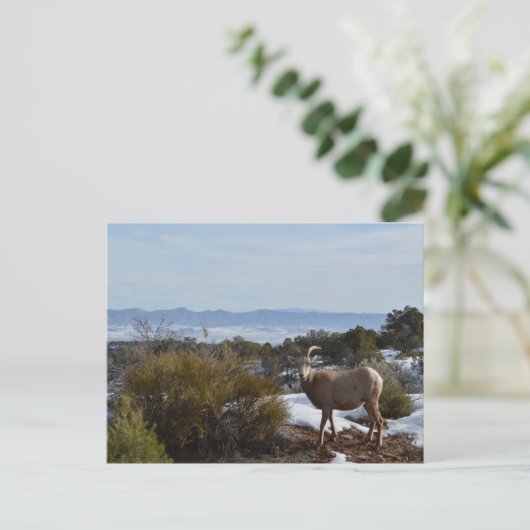 bighorn schaap briefkaart (Staand voorkant)