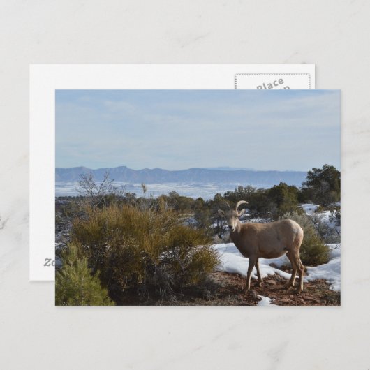 bighorn schaap briefkaart (Voorkant / Achterkant)