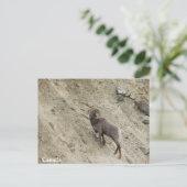 Bighorn schaap op een heuvel briefkaart (Staand voorkant)