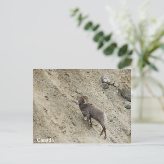 Bighorn schaap op een heuvel briefkaart (Staand voorkant)