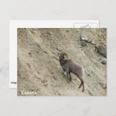 Bighorn schaap op een heuvel briefkaart (Voorkant / Achterkant)