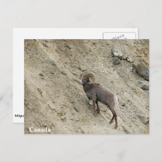 Bighorn schaap op een heuvel briefkaart (Voorkant / Achterkant)