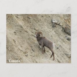 Bighorn schaap op een heuvel briefkaart