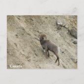 Bighorn schaap op een heuvel briefkaart (Voorkant)
