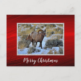 Bighorn Schaap Sneeuw Foto Kerstmis Briefkaart