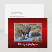 Bighorn Schaap Sneeuw Foto Kerstmis Briefkaart (Voorkant / Achterkant)