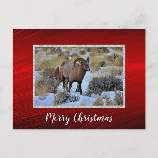 Bighorn Schaap Sneeuw Foto Kerstmis Briefkaart (Voorkant)