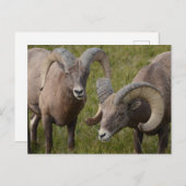 Bighorn schapen in het Badlands National Park Briefkaart (Voorkant / Achterkant)