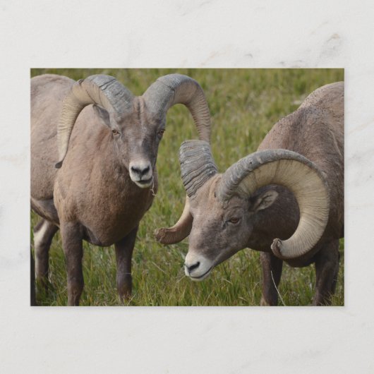 Bighorn schapen in het Badlands National Park Briefkaart (Voorkant)