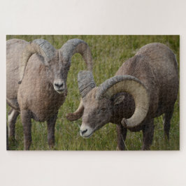 Bighorn schapen in het Badlands National Park Legpuzzel