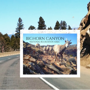 BiGhorn Schapenooien en Jongen, BiGhorn Canyon Briefkaart