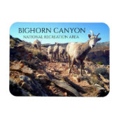 BiGhorn Schapenooien en Jongen, BiGhorn Canyon Magneet (Horizontaal)