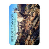 BiGhorn Schapenooien en Jongen, BiGhorn Canyon Magneet (Verticaal)