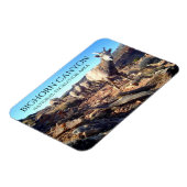 BiGhorn Schapenooien en Jongen, BiGhorn Canyon Magneet (Linkerzijde)