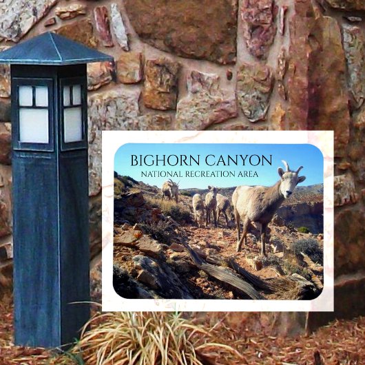 BiGhorn Schapenooien en Jongen, BiGhorn Canyon Magneet