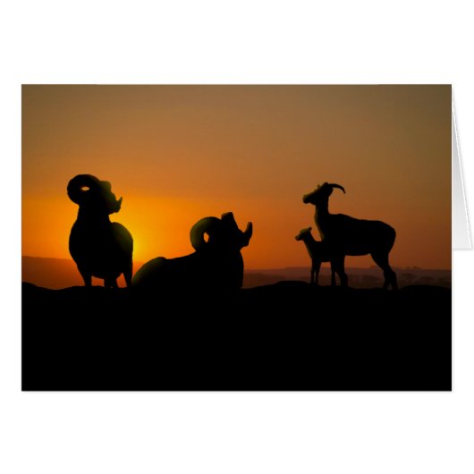 Bighorn Sheep (Voorkant Horizontaal)