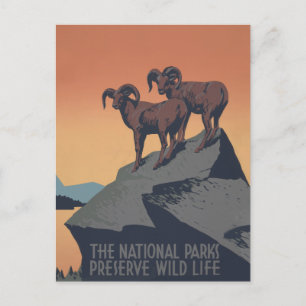 Bighorn Sheep American West Wildlife Briefkaart
