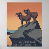 Bighorn Sheep American West Wildlife Poster (Voorkant)