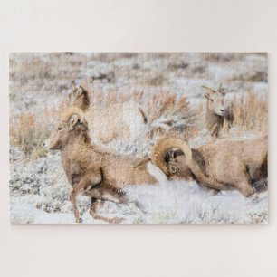 Bighorn Sheep Battle Legpuzzel