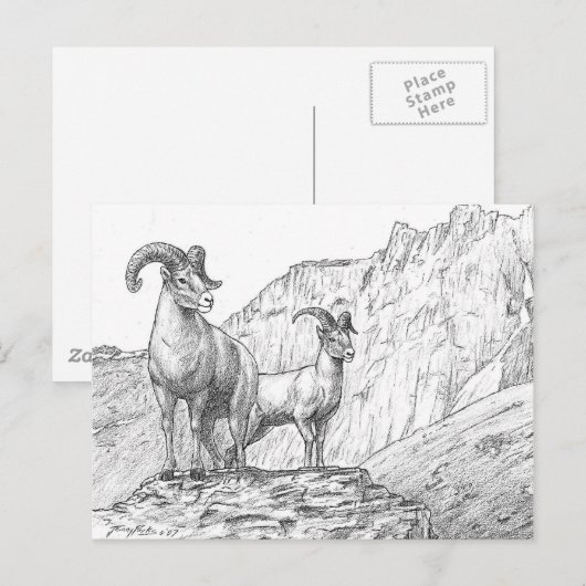 Bighorn Sheep Briefkaart (Voorkant / Achterkant)