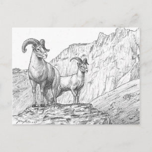 Bighorn Sheep Briefkaart