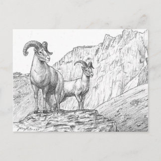Bighorn Sheep Briefkaart