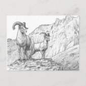 Bighorn Sheep Briefkaart (Voorkant)