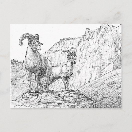 Bighorn Sheep Briefkaart (Voorkant)