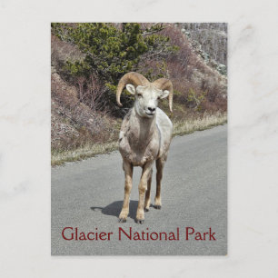 Bighorn Sheep Briefkaart