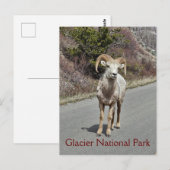 Bighorn Sheep Briefkaart (Voorkant / Achterkant)