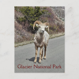 Bighorn Sheep Briefkaart