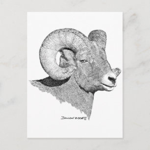 Bighorn Sheep Briefkaart
