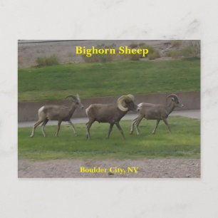 Bighorn Sheep Briefkaart