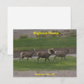 Bighorn Sheep Briefkaart (Voorkant / Achterkant)