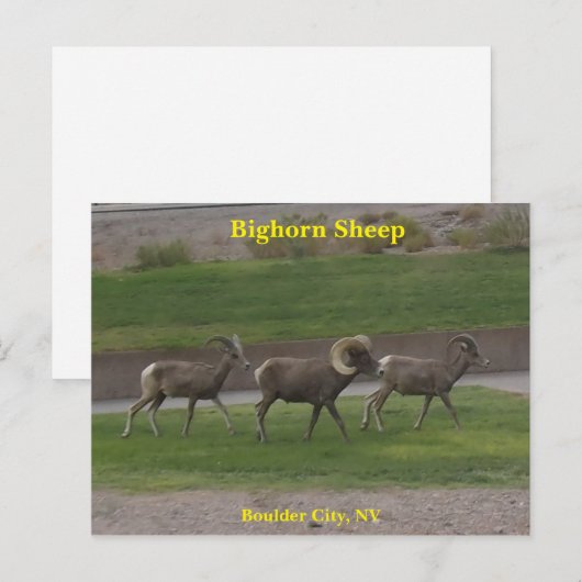 Bighorn Sheep Briefkaart (Voorkant / Achterkant)
