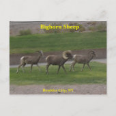 Bighorn Sheep Briefkaart (Voorkant)