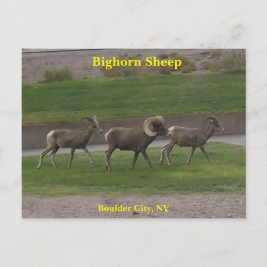 Bighorn Sheep Briefkaart (Voorkant)