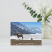 Bighorn Sheep Briefkaart (Staand voorkant)