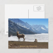 Bighorn Sheep Briefkaart (Voorkant / Achterkant)